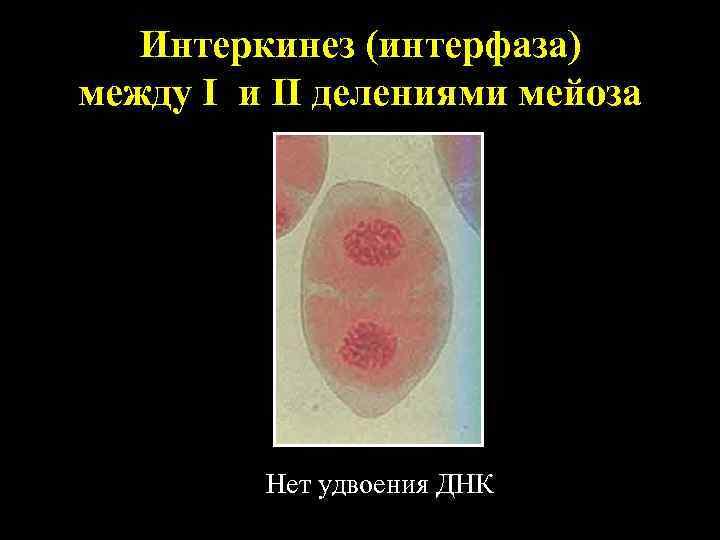 Интеркинез (интерфаза) между I и II делениями мейоза Нет удвоения ДНК 