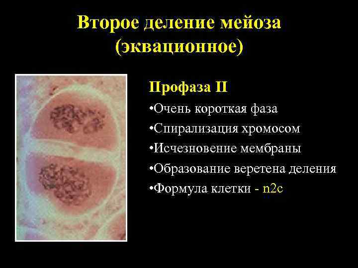 Второе деление мейоза (эквационное) Профаза II • Очень короткая фаза • Спирализация хромосом •