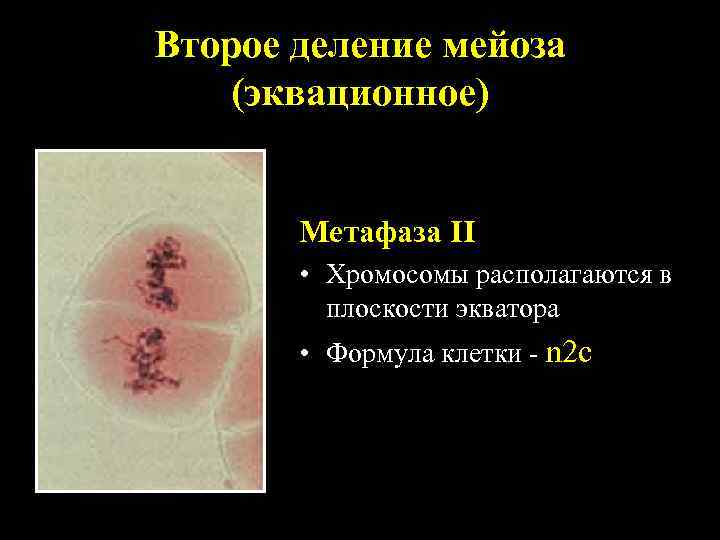 Второе деление мейоза (эквационное) Метафаза II • Хромосомы располагаются в плоскости экватора • Формула