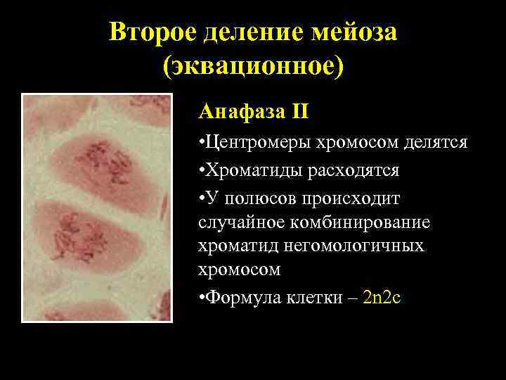 Второе деление мейоза (эквационное) Анафаза II • Центромеры хромосом делятся • Хроматиды расходятся •