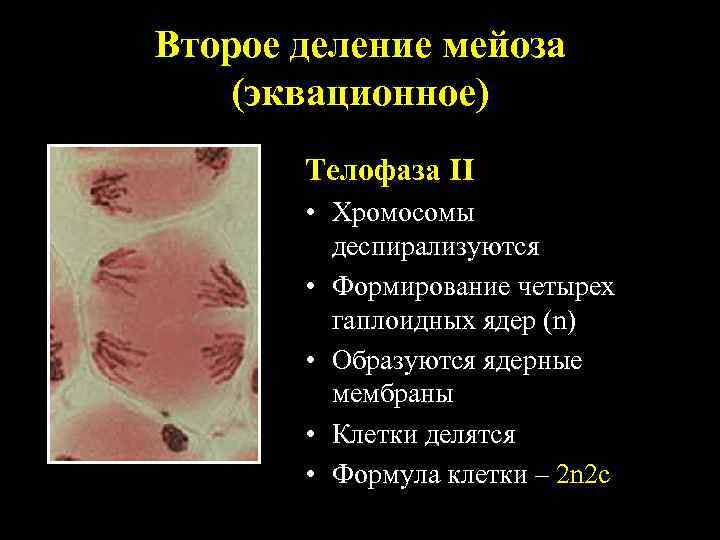 Второе деление мейоза (эквационное) Телофаза II • Хромосомы деспирализуются • Формирование четырех гаплоидных ядер