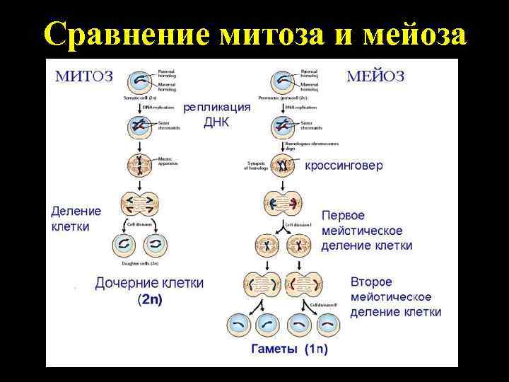 Сравнение митоза и мейоза 