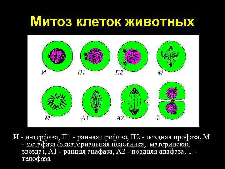 Схема трехкратного деления клеток