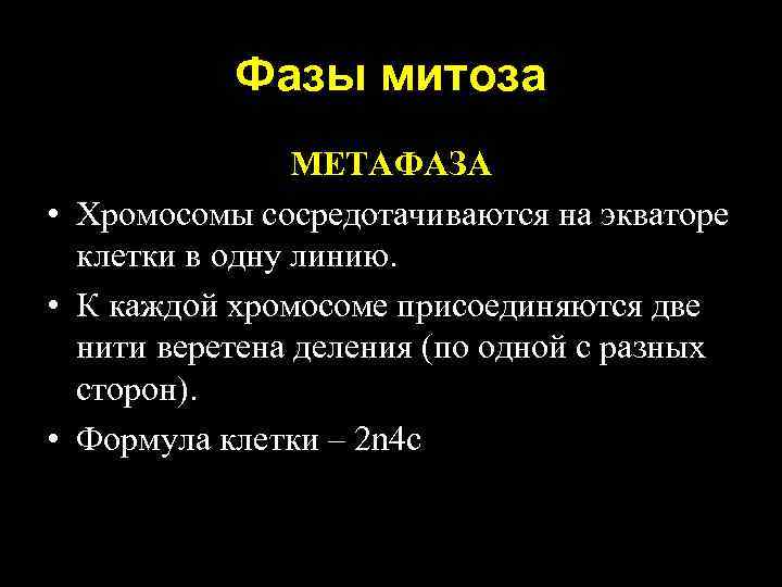 Фазы митоза МЕТАФАЗА • Хромосомы сосредотачиваются на экваторе клетки в одну линию. • К