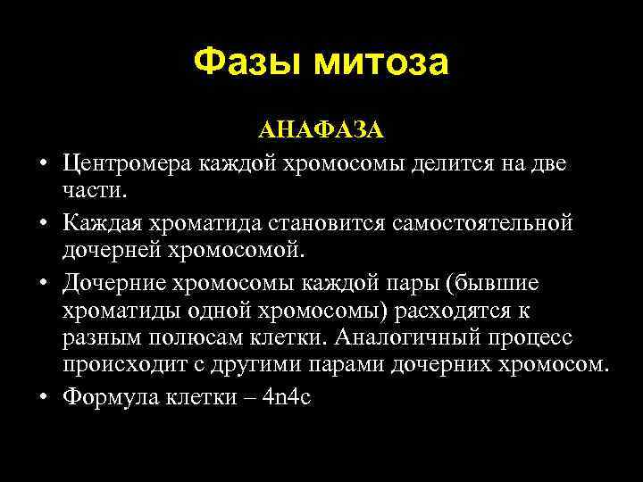 Фазы митоза • • АНАФАЗА Центромера каждой хромосомы делится на две части. Каждая хроматида