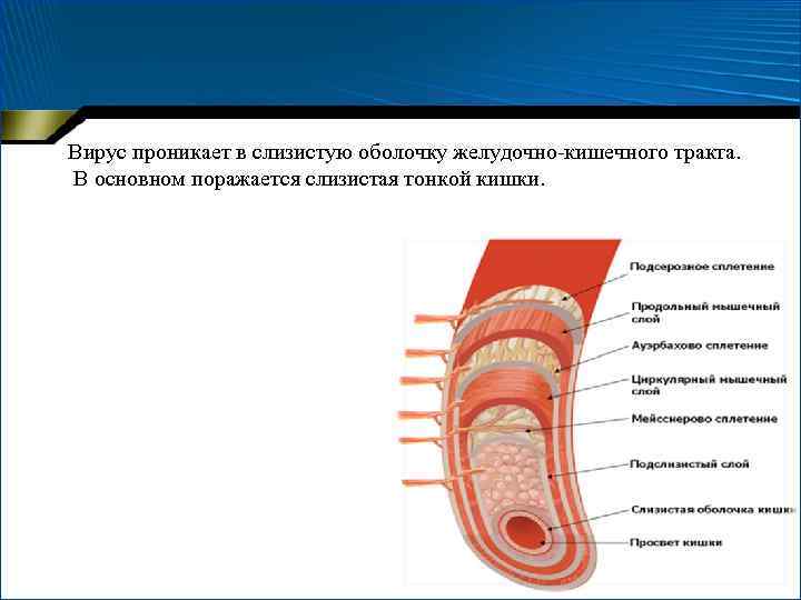 Вирус проникает в слизистую оболочку желудочно-кишечного тракта. В основном поражается слизистая тонкой кишки. 