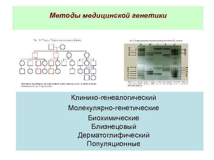 Методы медицинской генетики Клинико-генеалогический Молекулярно-генетические Биохимические Близнецовый Дерматоглифический Популяционные 