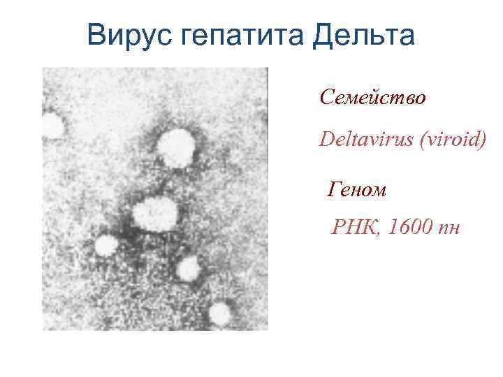 Вирус гепатита Дельта Семейство Deltavirus (viroid) Геном РНК, 1600 пн 