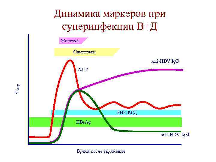 Динамика маркеров при суперинфекции В+Д Желтуха Симптомы anti-HDV Ig. G Титр АЛТ РНК ВГД