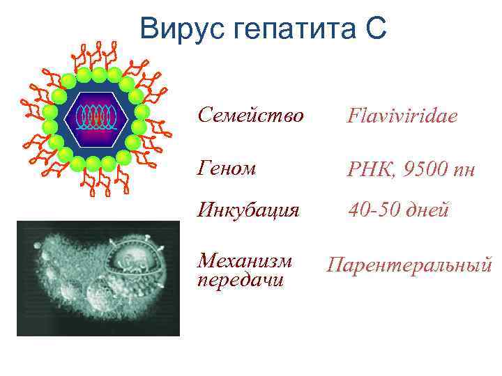 Рнк геномные вирусы. Вирус гепатита а таксономия. РНК Геномный вирус семейства флавивирусов. РНК вируса гепатита с. Таксономия вирусных гепатитов.