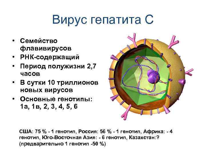 Вирус гепатита С • Семейство флавивирусов • РНК-содержащий • Период полужизни 2, 7 часов