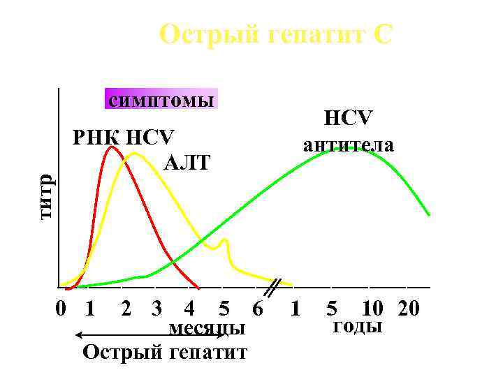 Острый гепатит С титр симптомы HCV антитела РНК HCV A ЛT 0 1 2