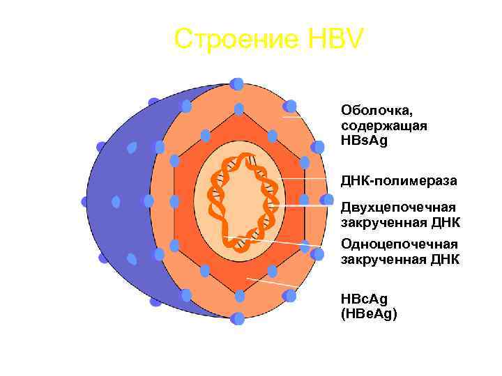 Строение HBV Оболочка, содержащая HBs. Ag ДНК-полимераза Двухцепочечная закрученная ДНК Одноцепочечная закрученная ДНК HBc.