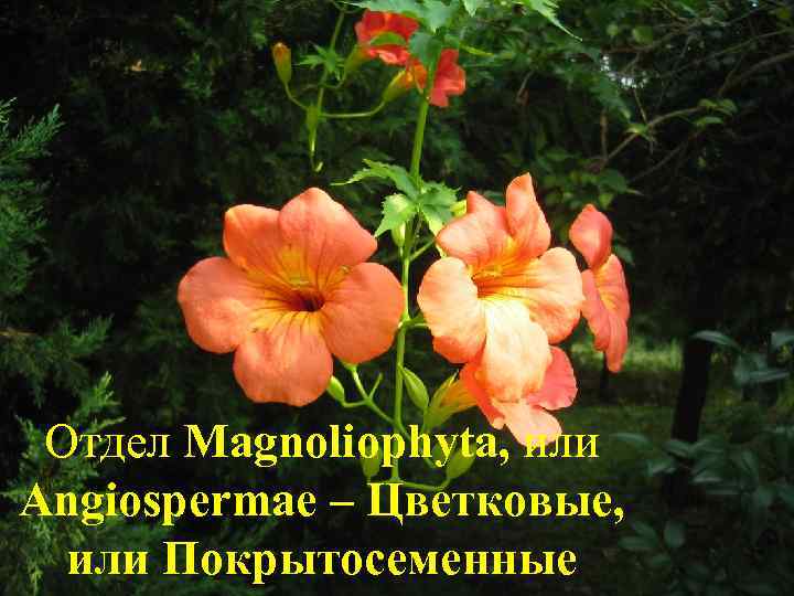 Отдел Magnoliophyta, или Angiospermae – Цветковые, или Покрытосеменные 