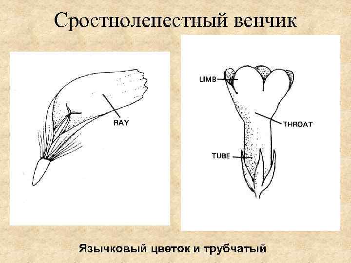 Сростнолепестный венчик Язычковый цветок и трубчатый 