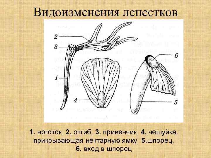 Видоизменения лепестков 1. ноготок, 2. отгиб, 3. привенчик, 4. чешуйка, прикрывающая нектарную ямку, 5.