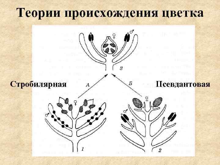 Теории происхождения цветка Стробилярная Псевдантовая 