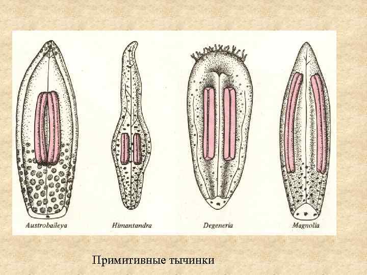 Примитивные тычинки 