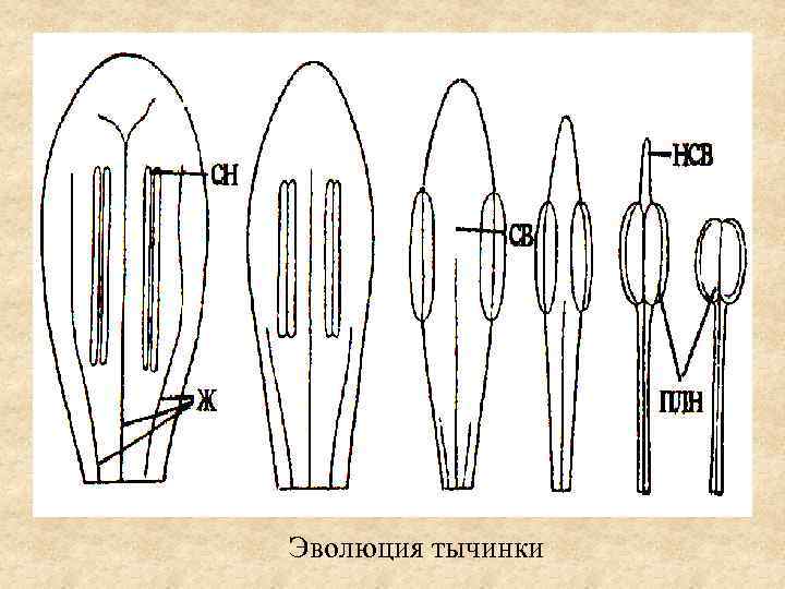 Эволюция тычинки 