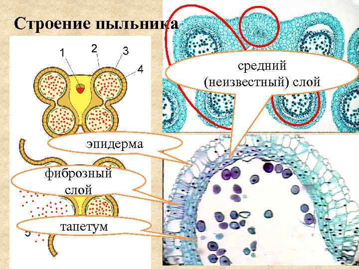 Строение пыльника средний (неизвестный) слой эпидерма фиброзный слой тапетум 