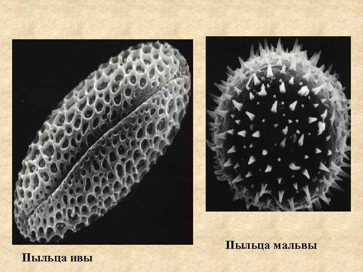 Пыльца ивы Пыльца мальвы 