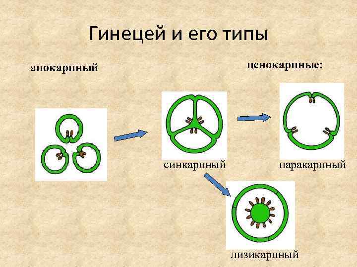 Апокарпный гинецей рисунок