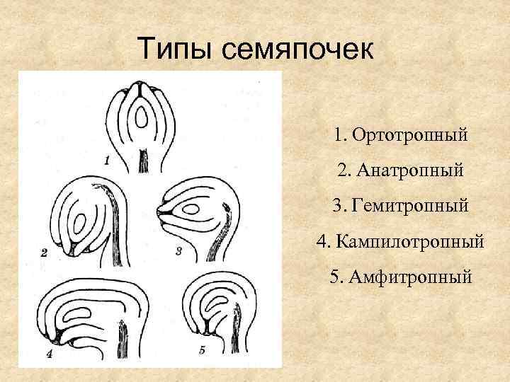 Типы семяпочек 1. Ортотропный 2. Анатропный 3. Гемитропный 4. Кампилотропный 5. Амфитропный 