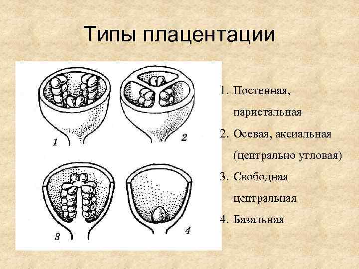 Типы плацентации 1. Постенная, париетальная 2. Осевая, аксиальная (центрально угловая) 3. Свободная центральная 4.