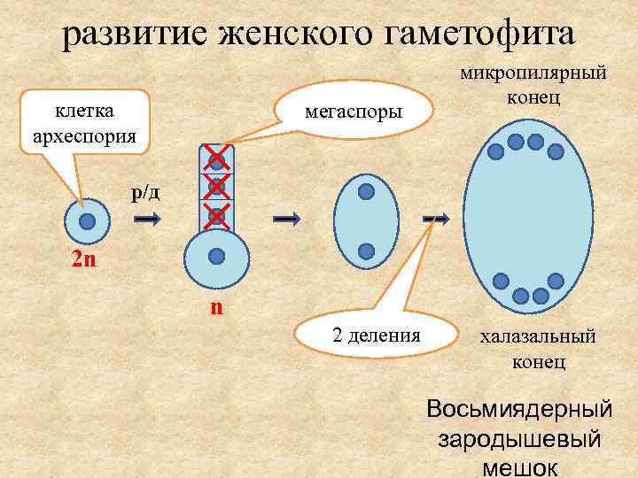 Женский мужской гаметофит