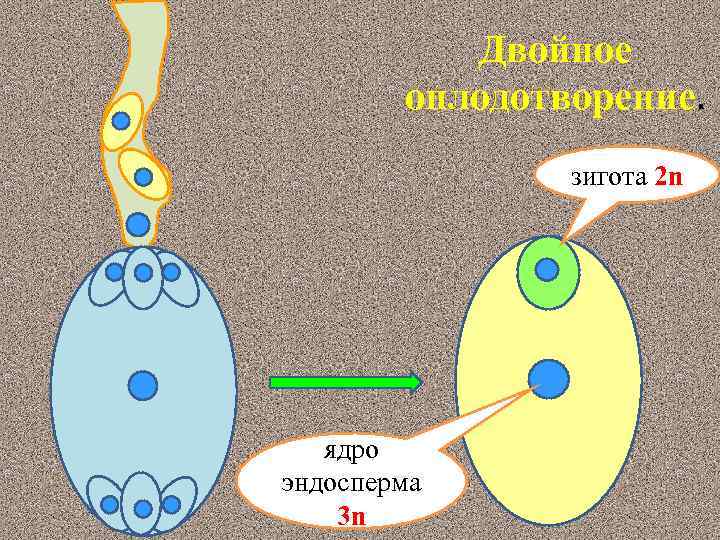 Сколько хромосом содержит эндосперм