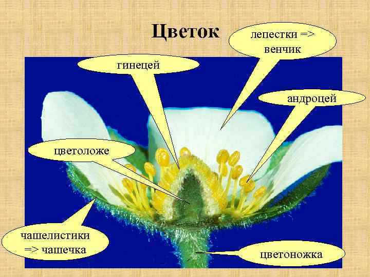 Цветок лепестки => венчик гинецей андроцей цветоложе чашелистики => чашечка цветоножка 