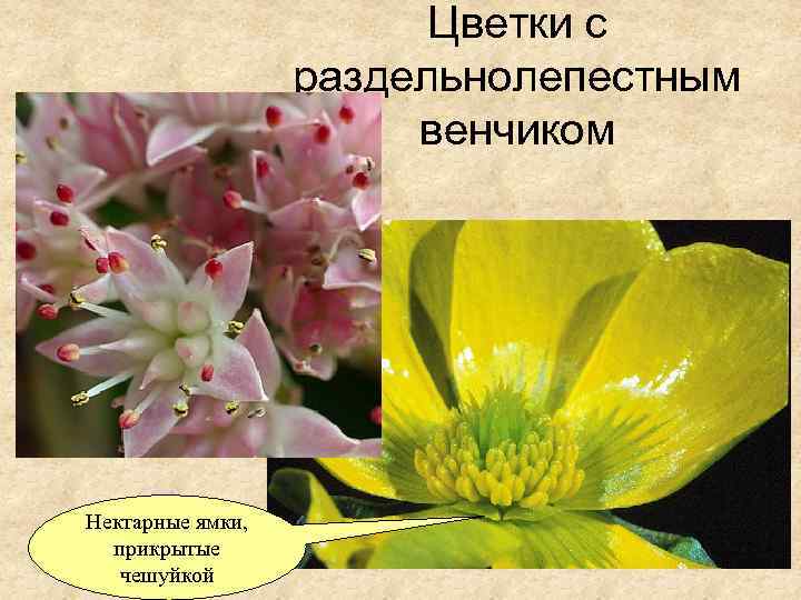 Цветки с раздельнолепестным венчиком Нектарные ямки, прикрытые чешуйкой 