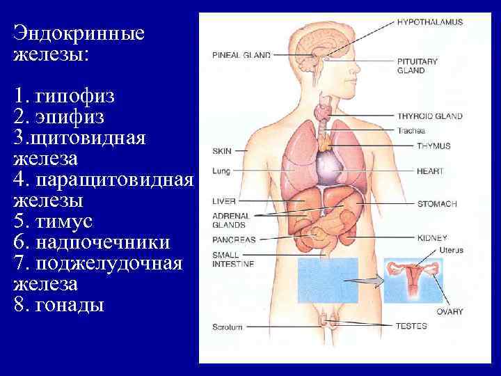 Эндокринные железы: 1. гипофиз 2. эпифиз 3. щитовидная железа 4. паращитовидная железы 5. тимус