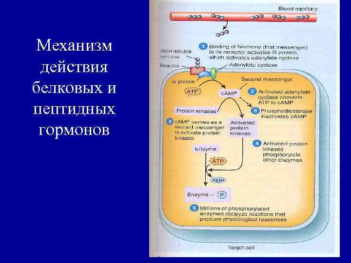 Механизм действия белковых и пептидных гормонов 