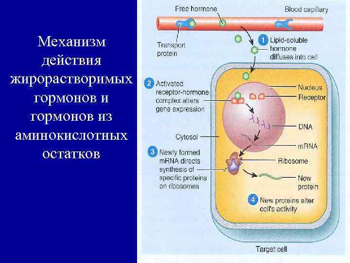 Механизм действия жирорастворимых гормонов из аминокислотных остатков 