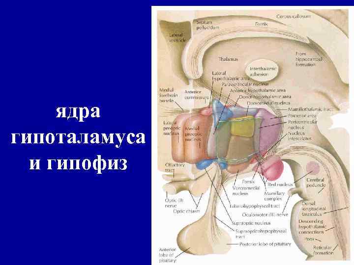 ядра гипоталамуса и гипофиз 