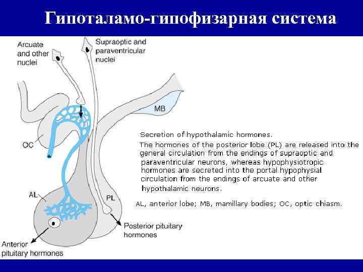 Гипоталамо гипофизарная система гормоны гипоталамуса. 30. Гипоталамо-гипофизарная система. 5. Гипоталамо-гипофизарная система. Гипоталамо-гипофизарная система схема. Петли регуляции гипоталамо-гипофизарной системы.