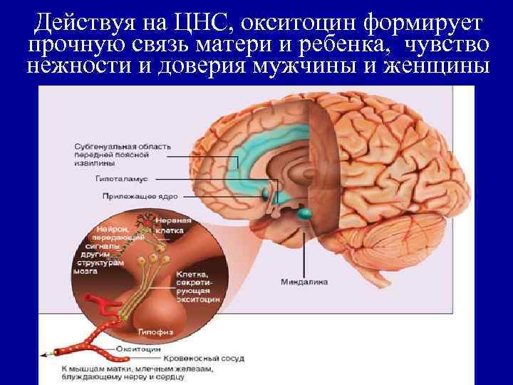 Действуя на ЦНС, окситоцин формирует прочную связь матери и ребенка, чувство нежности и доверия