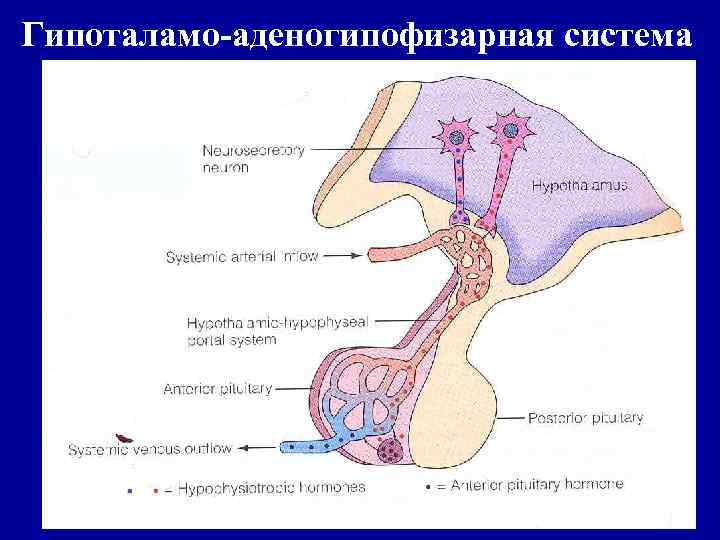 Гипоталамо гипофизарная система гистология рисунок