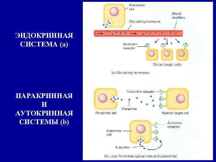 ЭНДОКРИННАЯ СИСТЕМА (а) ПАРАКРИННАЯ И АУТОКРИННАЯ СИСТЕМЫ (b) 