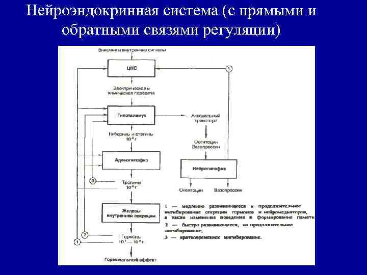 Нейроэндокринная система (с прямыми и обратными связями регуляции) 