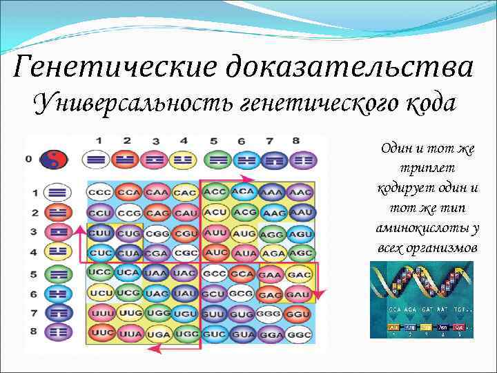 Генетические доказательства Универсальность генетического кода Один и тот же триплет кодирует один и тот