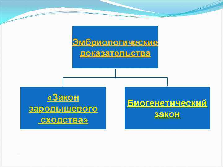 Эмбриологические доказательства «Закон зародышевого сходства» Биогенетический закон 