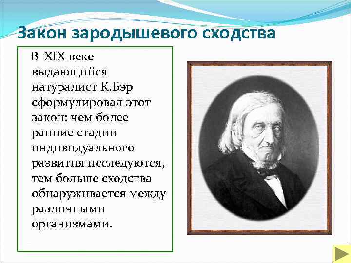 Закон зародышевого сходства В XIX веке выдающийся натуралист К. Бэр сформулировал этот закон: чем