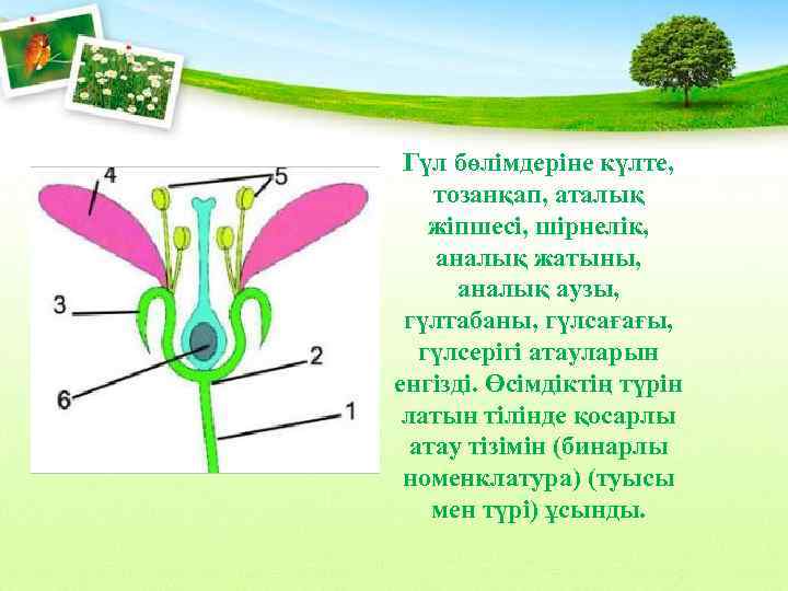 Гүлдің құрылысы. Гүл құрылысы презентация. Гүлдің құрылысы презентация. Гүл деген не.