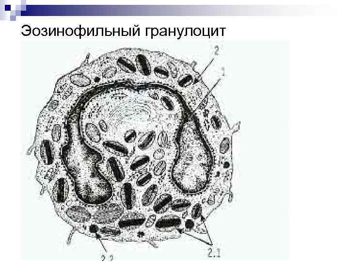 Эозинофильный гранулоцит 