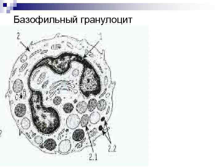 Базофильный гранулоцит 