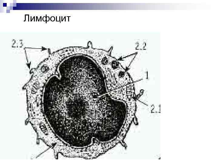 Лимфоцит 