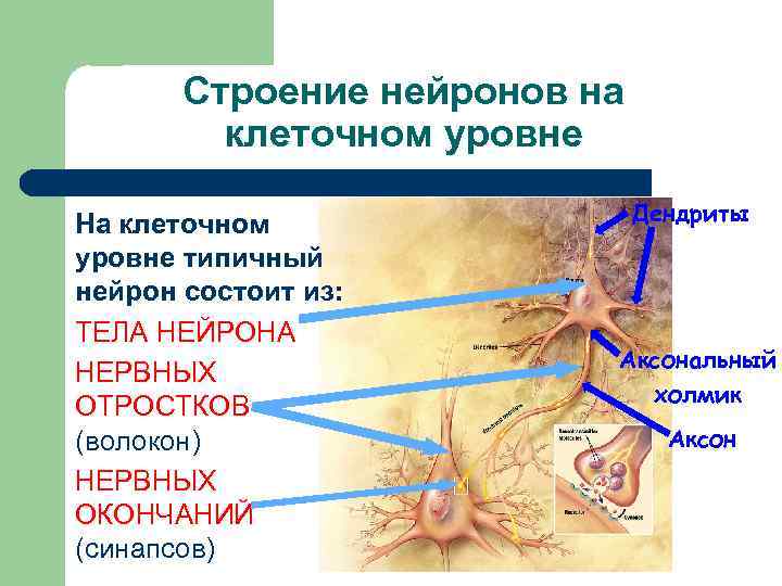 Строение нейронов на клеточном уровне На клеточном уровне типичный нейрон состоит из: ТЕЛА НЕЙРОНА