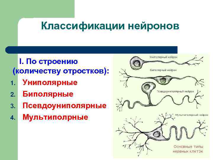 Классификации нейронов I. По строению (количеству отростков): 1. Униполярные 2. Биполярные 3. Псевдоуниполярные 4.